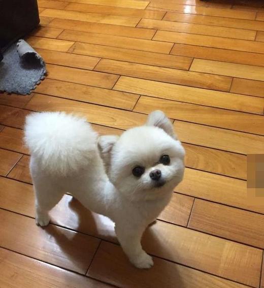博美